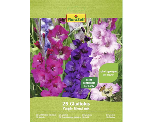 Blumenzwiebel Gladiolen Purple Blend 25 Stk.