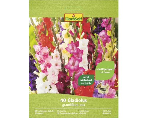Blumenzwiebel Gladiolen Grossblumiger Mix 40 Stk.