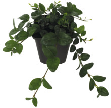 Plante grimpante en pot