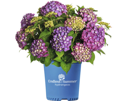 Hortensia Endless Summer® lilas Hydrangea macrophylla 'Summer Love' h 20-35 cm Co 5 L hortensia boule à floraison fréquente