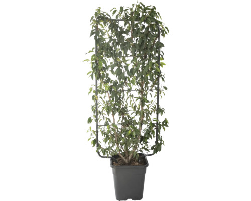 Portugiesischer Kirschlorbeer Spalier FloraSelf Prunus lusitanica H 110 cm B 50 cm Co 18 L