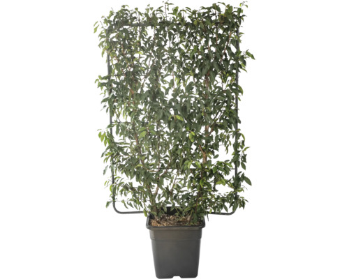 Laurier du Portugal en espalier FloraSelf Prunus lusitanica h 120 cm l 80 cm Co 30 l