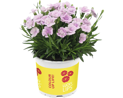 Œillet en pot avec étiquette jaune et motifs de lèvres