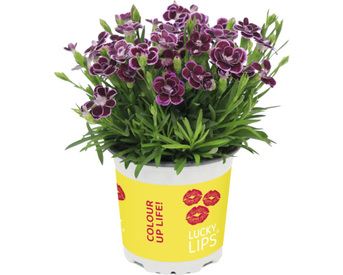 Oeillet en pot avec des fleurs rouge foncé en pot