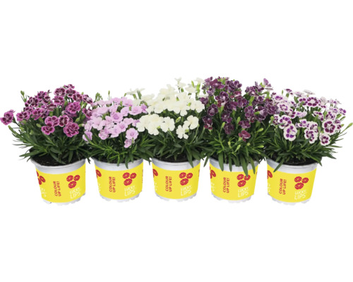 Oeillet FloraSelf Dianthus caryophyllus Lucky Lips® Ø 10,5 cm pot sélection aléatoire de la variété