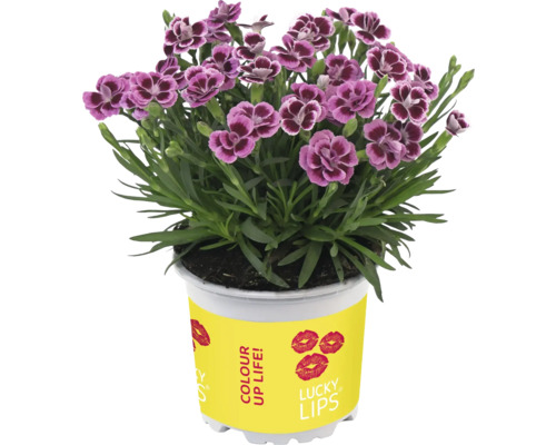 Oeillet en pot avec fleurs violettes en pot
