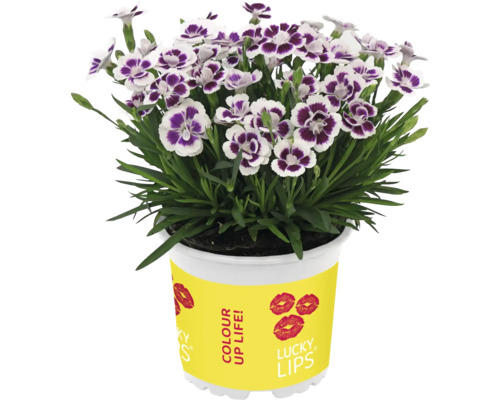 Pot avec plante d''œillet à fleurs blanches et violettes