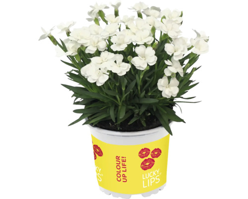 Oeillet blanc en pot