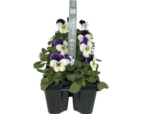 Pensées des Cornes en conteneur de culture, lot de 10