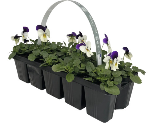 Pensées des Cornes dans une barquette en plastique noire