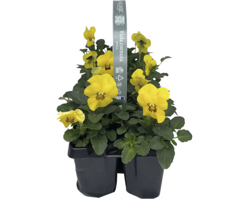 Pensées à cornes en pot