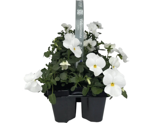 Viola cornuta en pot, fleurs blanches