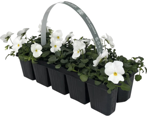 Pensées cornues en pack de 10 dans un emballage en plastique noir.