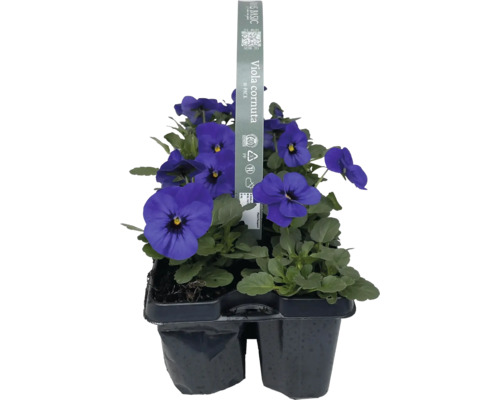 Pensées à cornes en lot de 6