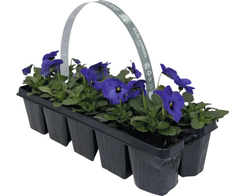 Pensées cornues en barquette