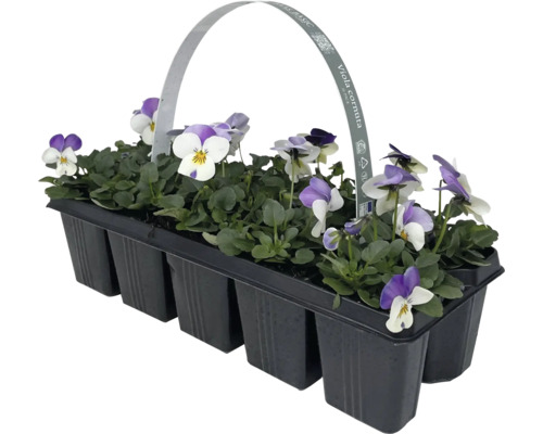 Pensées à cornes en barquette avec poignée