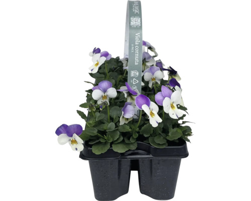 Pensées des Cornes en lot de dix dans un emballage en plastique