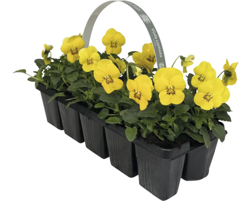 Pensées cornues dans un plateau de culture