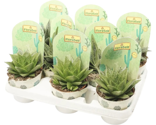 Aloe mélange FloraSelf Aloe h 15-20 cm Ø 10 cm pot sélection aléatoire de la variété