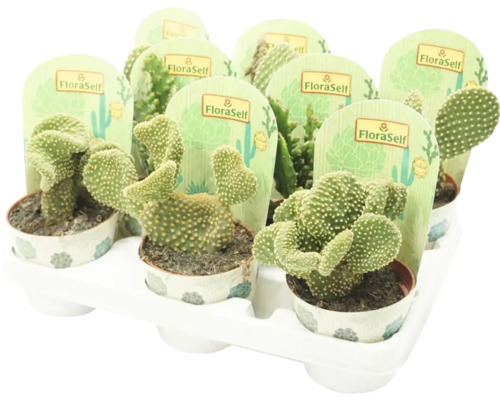 Tablett mit mehreren Opuntia Microdasys Kakteen in Töpfen mit FloraSelf Etiketten