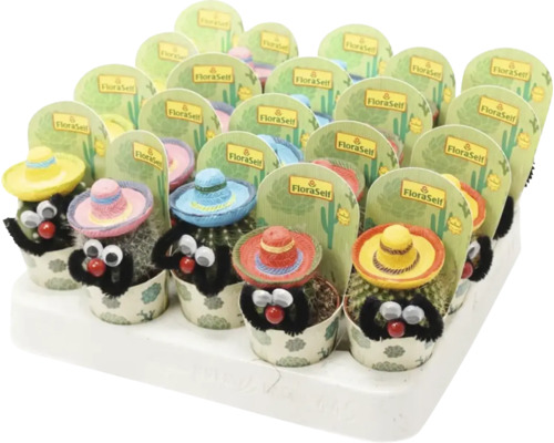 Cactus mélange mexicain FloraSelf pot Ø 5.5 cm sélection aléatoire de la variété Présentoir de petits cactus avec un sombrero et des yeux