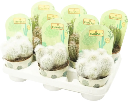 Tablett mit verschiedenen Kakteen der Marke FloraSelf