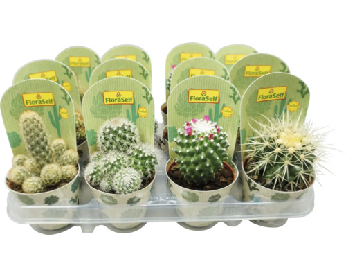 Mélange de cactus FloraSelf pot Ø 8,5 cm sélection aléatoire de variétés