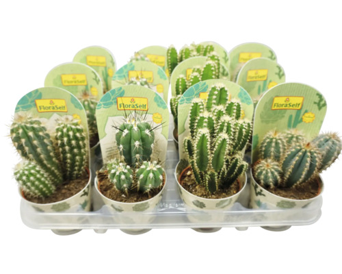 Kaktus FloraSelf Cereus x Hybride 9er Topf sortiert