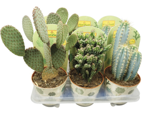 Cactus mélange A FloraSelf pot Ø 13 cm sélection aléatoire de la variété