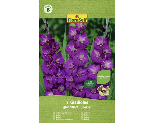 Blumenzwiebel FloraSelf® Gladiole Violetta lila 7 Stk