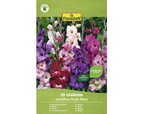 Blumenzwiebel FloraSelf Gladiole Purple Mix rosa 10 Stk