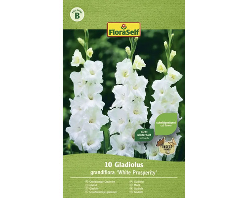 Blumenzwiebel FloraSelf Gladiole White Pr. weiss 10 Stk