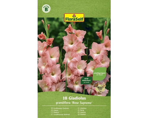 Blumenzwiebel FloraSelf Gladiolen 'Rose Supreme' 10 Stk