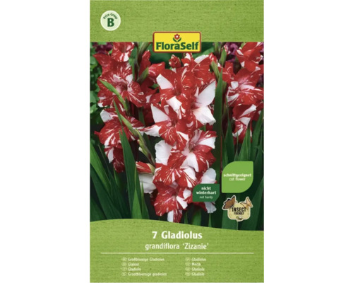 Blumenzwiebel FloraSelf Gladiole Zizanie rot 7 Stk