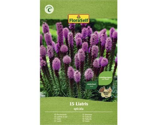 Blumenzwiebel FloraSelf Liatris Spicata lila 15 Stk