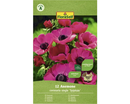 Blumenzwiebel FloraSelf Kronen-Anemone 'Sylphide' 12 Stk