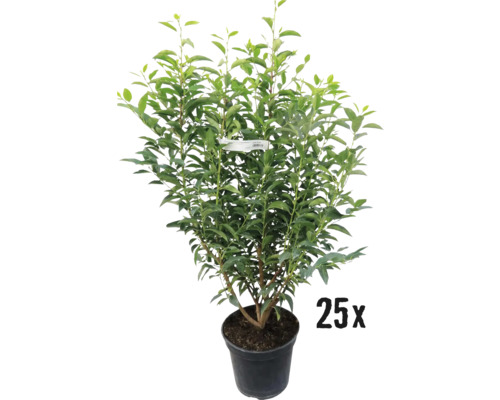 Portugiesischer Kirschlorbeer FloraSelf Prunus lusitanica ‘Angustifolia‘ H 60-80 cm Co 5 L Mindestbestellmenge 25 Stk. für ca. 10 m Hecke