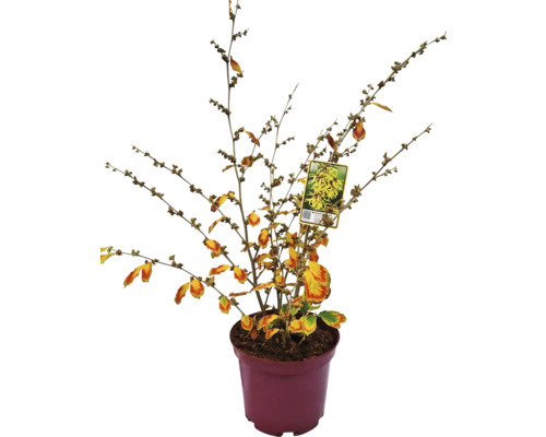 Zaubernuss 'Arnold Promise' FloraSelf Hamamelis intermedia 'Arnold Promise' H 60-80 cm Co 7,5 L