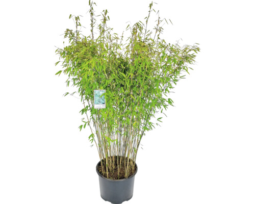 4 Stk. Schwarzer Bambus - Fargesia Nitida Black Pearl - Keine