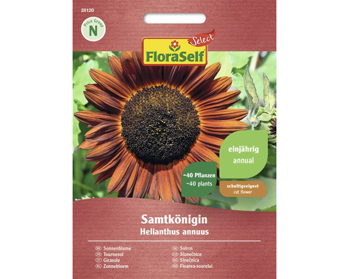 Tournesol Reine de velours FloraSelf Select semences non-hybrides graines de fleurs