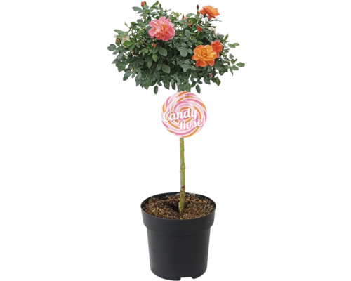 Beetrose 'Sugar Candy' Stammhöhe 40 cm FloraSelf Rosa 'Sugar Candy' Co 3,5 L knallige Blütenpracht