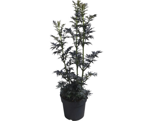 Sureau noir FloraSelf Sambucus nigra 'Laced Up' Co 6 l