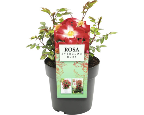Rosa Everglow Ruby im Topf