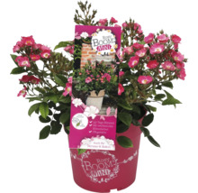 Rosy Boom Mini rose en pot