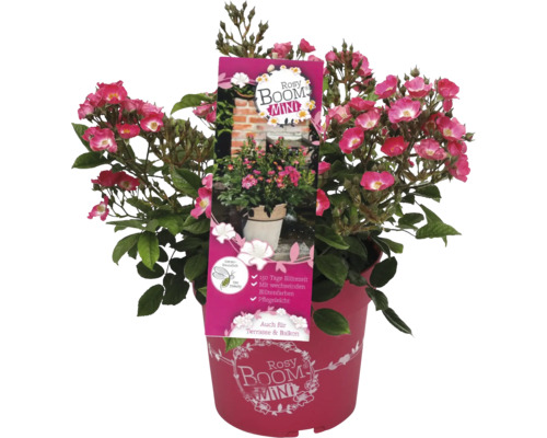 Rosy Boom Mini rose en pot