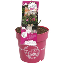 Rosy Boom Mini Rose en pot pour terrasse et balcon