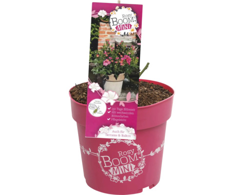 Rosy Boom Mini Rose en pot pour terrasse et balcon