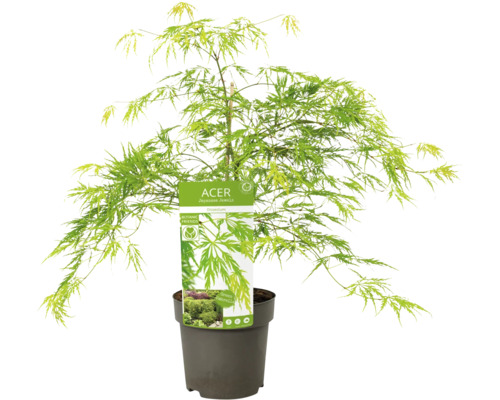 Érable japonais en pot