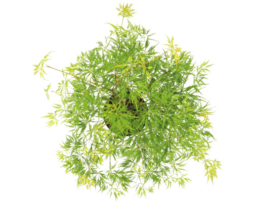 Érable japonais en pot avec feuilles vertes, vue de dessus.