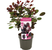 Cotinus en pot avec étiquette de plante